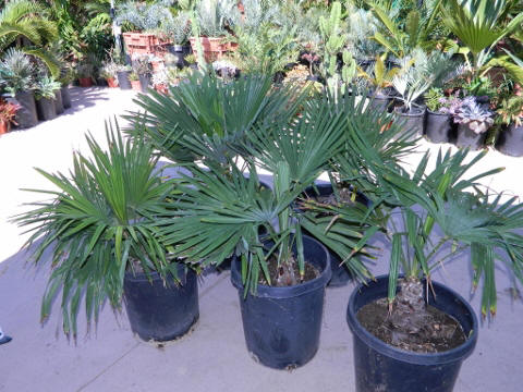 Trachycarpus takil