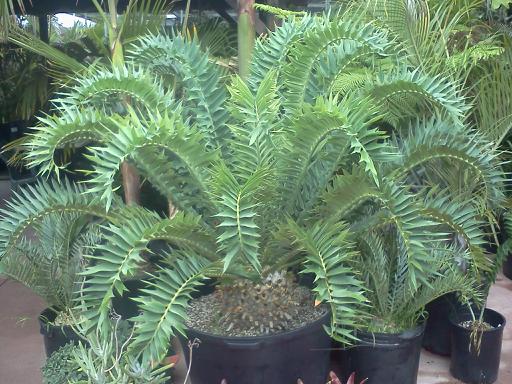 Encephalartos arenarius