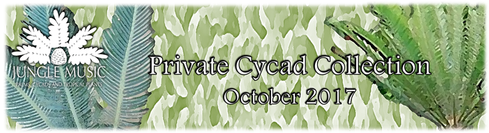 October Cycad Collection Banner