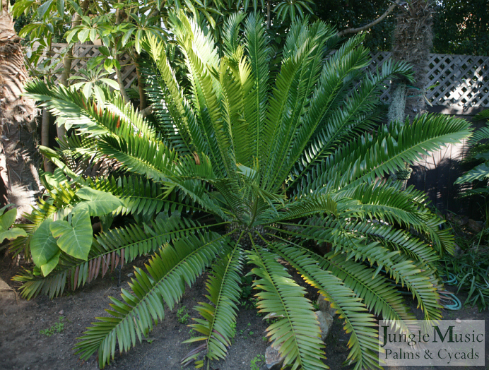 Encephalartos natalensis