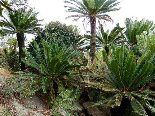 Encephalartos transvenosus