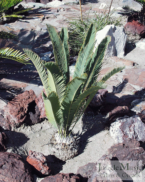 Encephalartos friderici-guilielmi