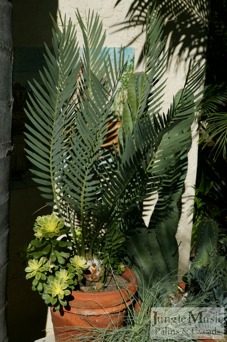 ENCEPHALARTOS DYERIANUS