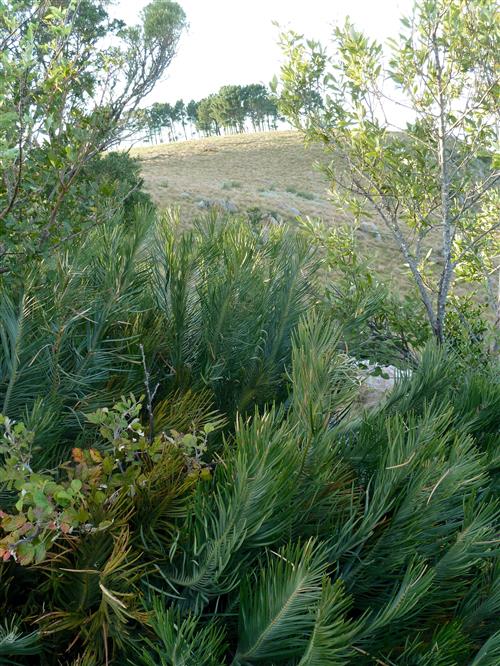 ENCEPHALARTOS CYCADIFOLIUS by MR