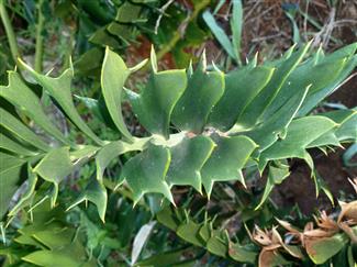 ENCEPHALARTOS LATIFRONS