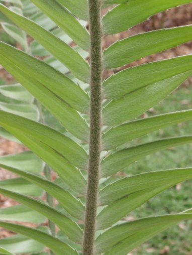 Encephalartos mackenziei by CYKASY