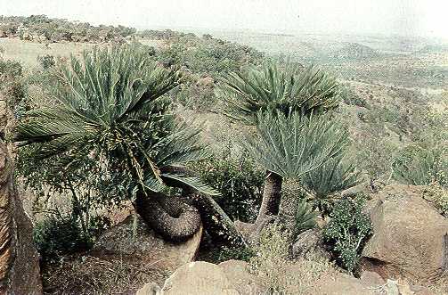 ENCEPHALARTOS MIDDELBURGENSI PACSOA