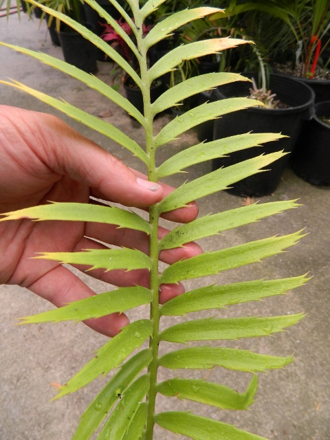 ENCEPHALARTOS MACROSTROBILUS
