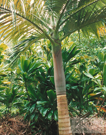 Archontophoenix purpurea