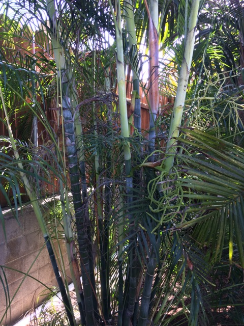 DYPSIS ALBOFARINOSA
