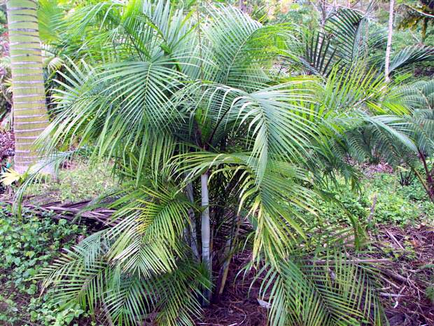 DYPSIS ALBOFARINOSA AL PASOA