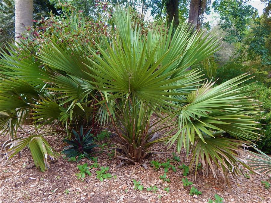 Sabal minor garden