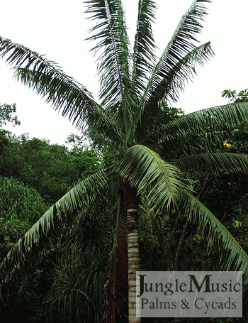 DYPSIS LASTELLIANA gaarden