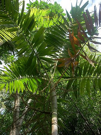 Ptychosperma solomonense by Pete Australia Palmpedia