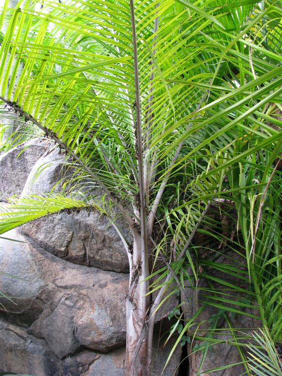 Ravenea glauca garden