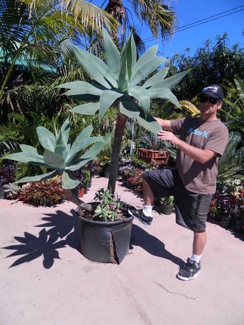 Agave attenuata 25g