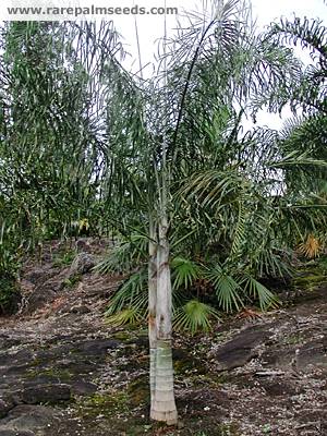 Dypsis plumosa TS RPS
