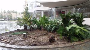 Lepidozamia peroffskyana