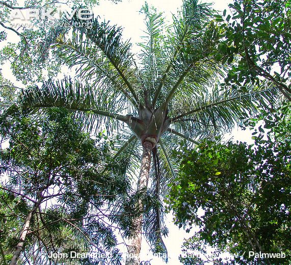 Dypsis prestoniana jd kew bot garden