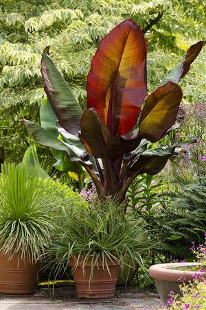Ensete ventricosa Maurelii BY LINDA COCHRAN 