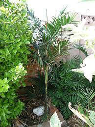 Chamaedorea oreophila Palmpedia