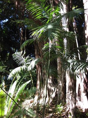 Chamaedorea schippii Wikipedia Commons