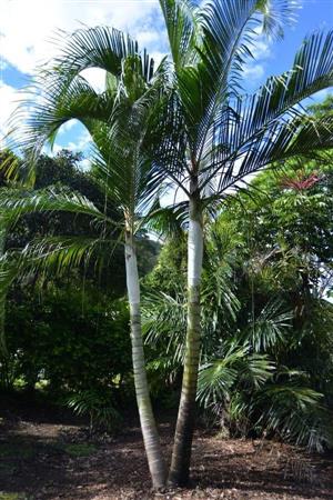 Dypsis species bef 
