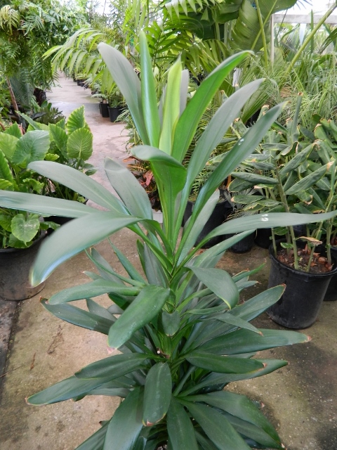 Cordyline fruiticosa glauca