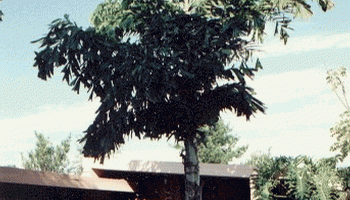 Caryota urens