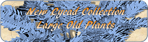 Banner Cycad Collection Jan 2017