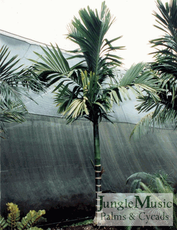 Areca macrocarpa