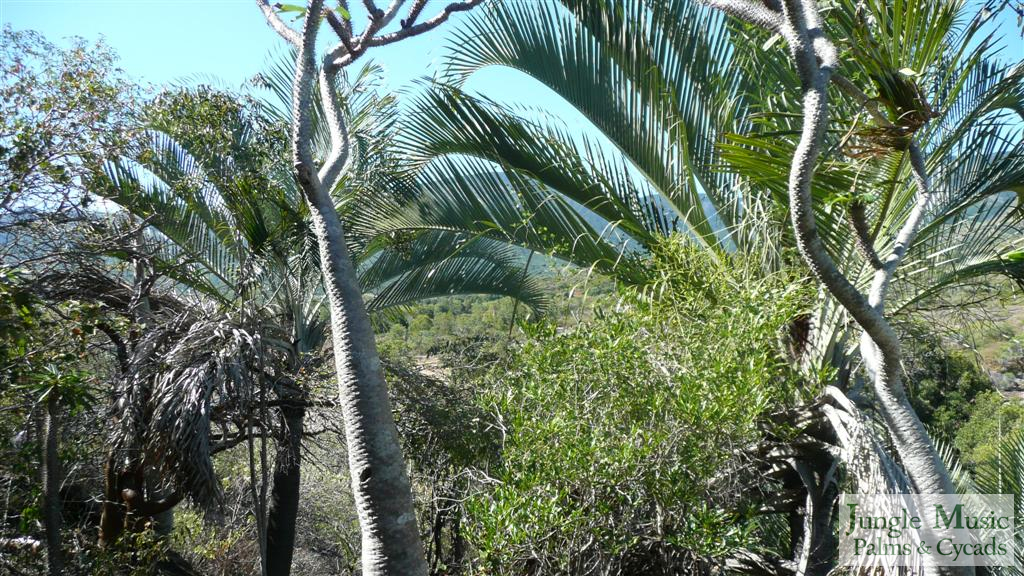Dypsis decaryi MR