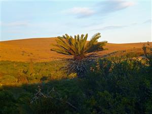 Encephalartos in habitat South Africa