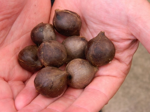 Clean Jubaea seeds