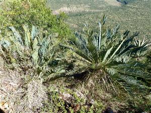 Encephalartos in habitat South Africa