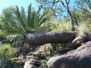 Encephalartos in habitat South Africa