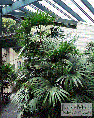 Rhapis humilus