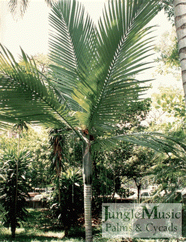 Kentiopsis oliviformis