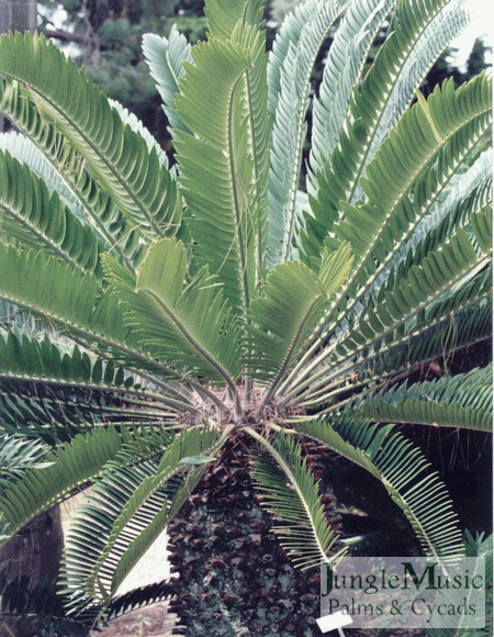 Encephalartos longifolius
