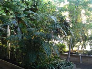 Chamaedorea_pochutlensis Palmpedia