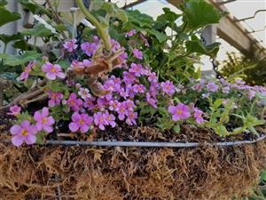 Color in the garden