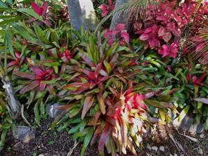 Color in the garden