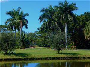 Roystonea regia