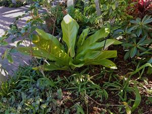 ANTHURIUM HOOKER