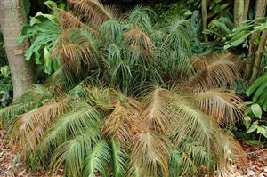 Ceratozamia kuesteriana 