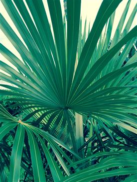Fan Palm