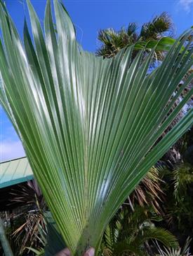 Fan Palm