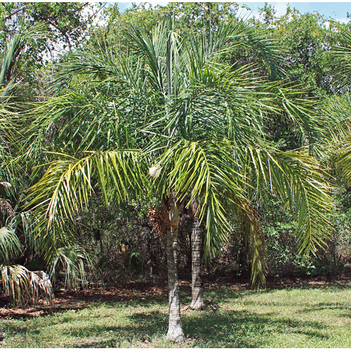 Syagrus kellyana palm nut