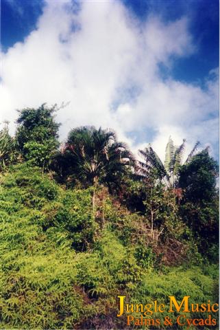 Ravenea sambiranensis