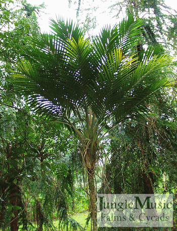 Laccospadix australasica